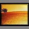 Andy_rep_land921.jpg 2.7K